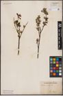 Foto von Salix aurita L.
